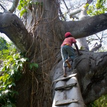 Captain climbs deh tree