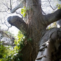 1000 yr old tree